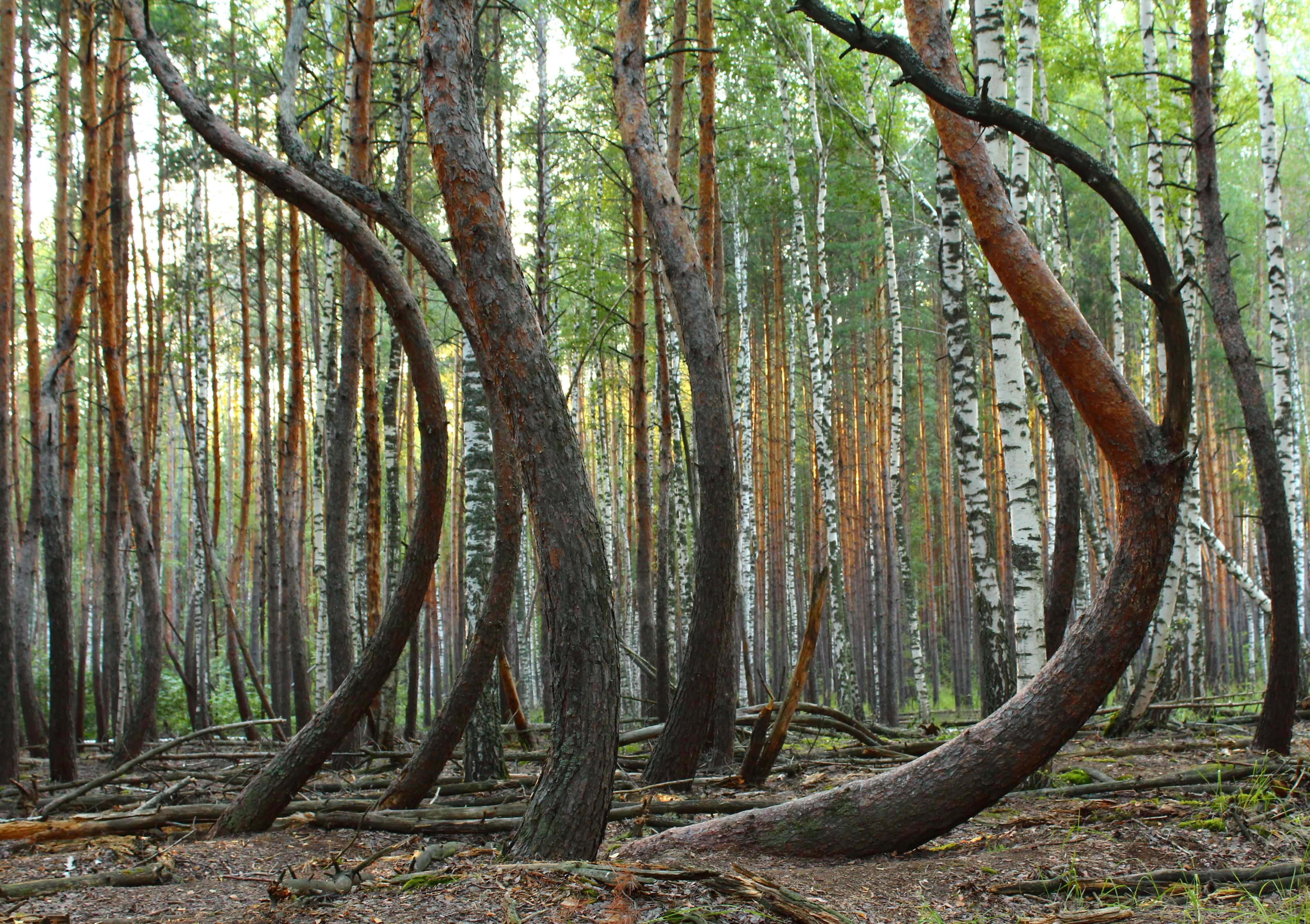 Curved trees